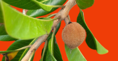 Pouteria venosa (Mart.) Baehni - fruto