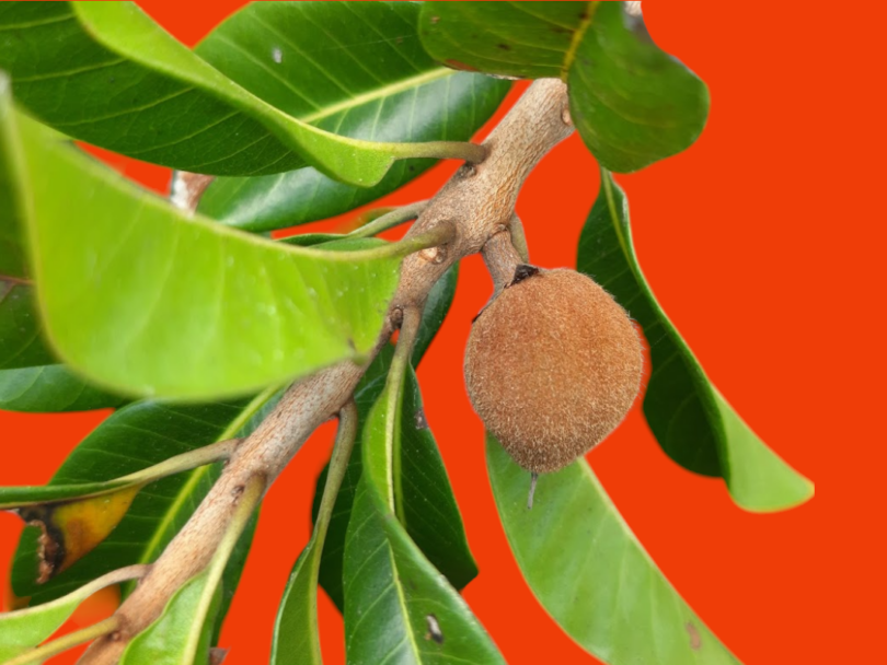 Pouteria venosa (Mart.) Baehni - fruto