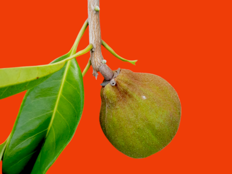 Pouteria venosa (Mart.) Baehni - fruto