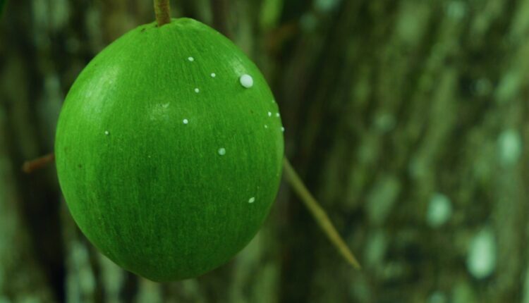 Fruto verde Abiu roxo - Chrysophyllum cainito L