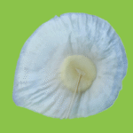 Aspidosperma melanocalyx Müell.Arg.