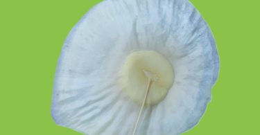 Aspidosperma cf. melanocalyx Müll.Arg