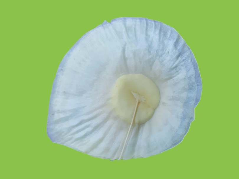 Aspidosperma cf. melanocalyx Müll.Arg