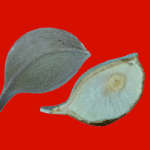 Aspidosperma cf. melanocalyx Müll.Arg.