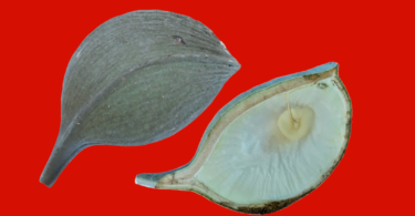 Aspidosperma cf. melanocalyx Müll.Arg