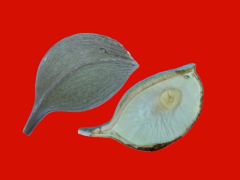 Aspidosperma cf. melanocalyx Müll.Arg