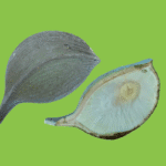 Aspidosperma cf. melanocalyx Müll.Arg.