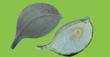 Aspidosperma cf. melanocalyx Müll.Arg