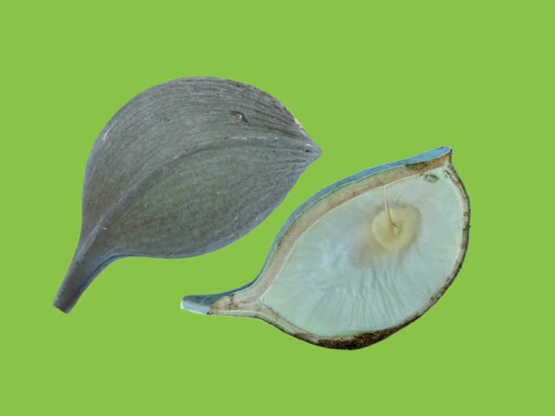 Aspidosperma cf. melanocalyx Müll.Arg