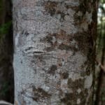Aspidosperma melanocalyx Müell.Arg.