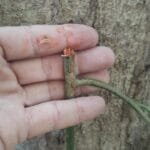 Aspidosperma melanocalyx Müell.Arg.