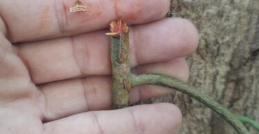 Aspidosperma cf. melanocalyx Müll.Arg