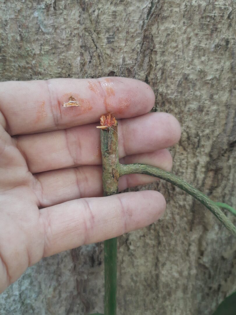 Aspidosperma cf. melanocalyx Müll.Arg