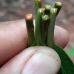 Aspidosperma cf. melanocalyx Müll.Arg.