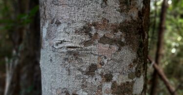 Aspidosperma cf. melanocalyx Müll.Arg