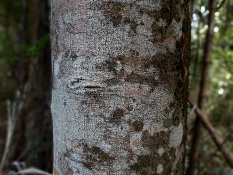 Aspidosperma cf. melanocalyx Müll.Arg