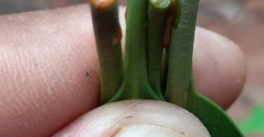 Aspidosperma cf. melanocalyx Müll.Arg