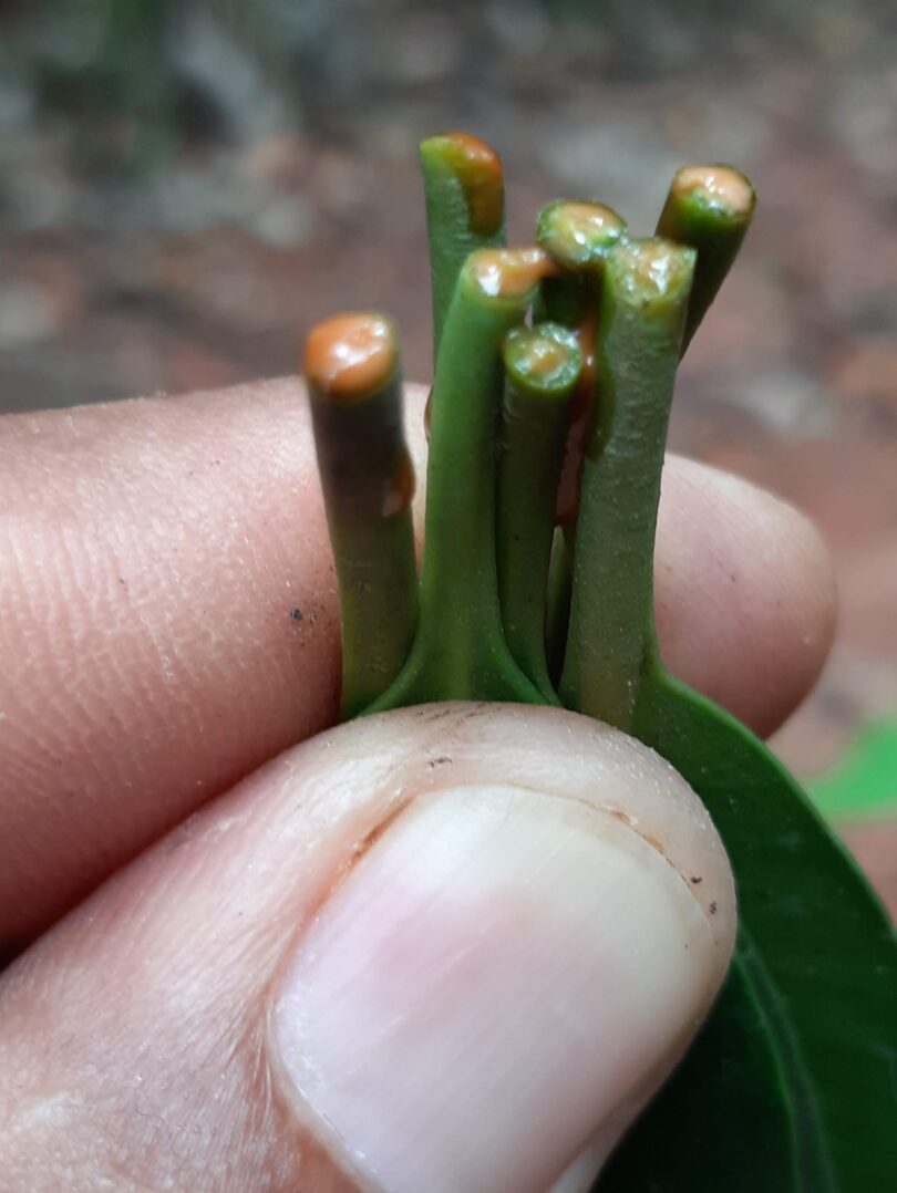 Aspidosperma cf. melanocalyx Müll.Arg