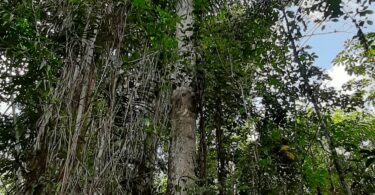 Aspidosperma cf. melanocalyx Müll.Arg