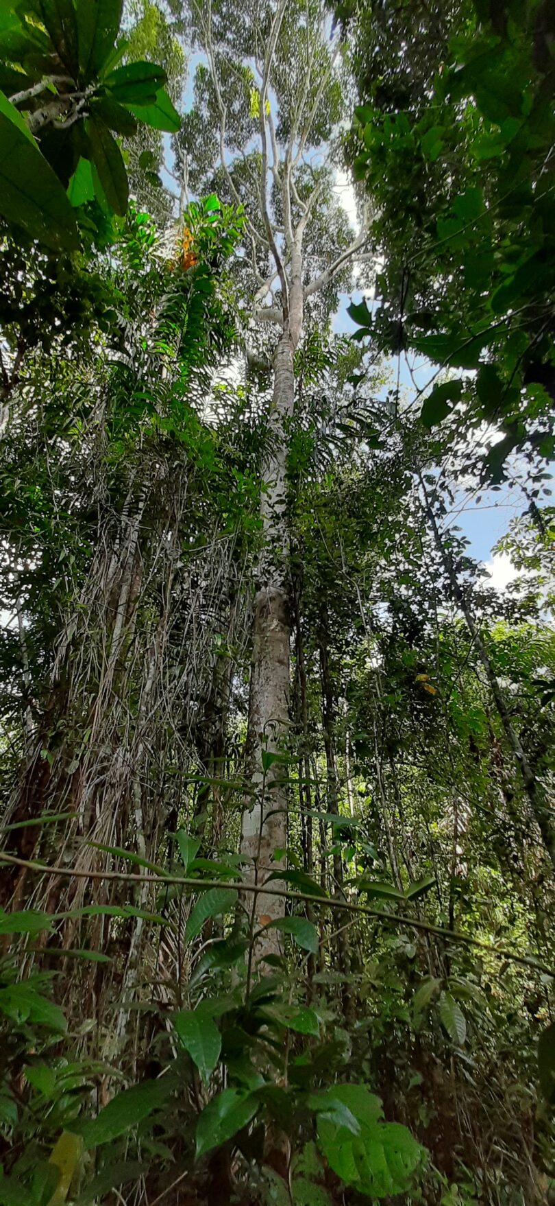 Aspidosperma cf. melanocalyx Müll.Arg