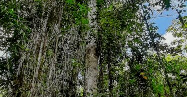 Aspidosperma cf. melanocalyx Müll.Arg