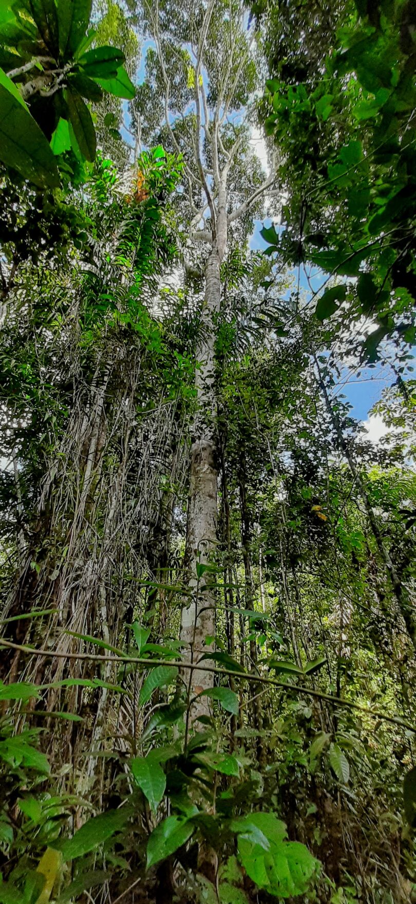 Aspidosperma cf. melanocalyx Müll.Arg