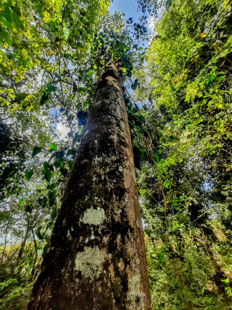 Aspidosperma cf. melanocalyx Müll.Arg