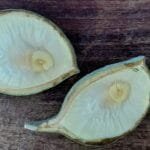 Aspidosperma cf. melanocalyx Müll.Arg.Aspidosperma cf. melanocalyx Müll.Arg.