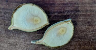 Aspidosperma cf. melanocalyx Müll.Arg