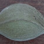 Aspidosperma cf. melanocalyx Müll.Arg.