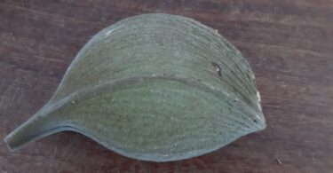 Aspidosperma cf. melanocalyx Müll.Arg