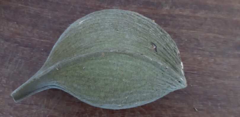 Aspidosperma cf. melanocalyx Müll.Arg