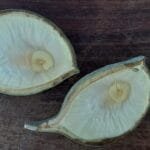 Aspidosperma cf. melanocalyx Müll.Arg.