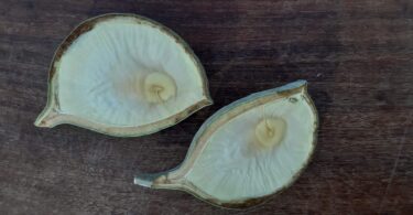 Aspidosperma cf. melanocalyx Müll.Arg