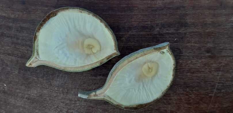 Aspidosperma cf. melanocalyx Müll.Arg