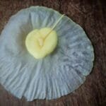 Aspidosperma cf. melanocalyx Müll.Arg.