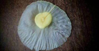 Aspidosperma cf. melanocalyx Müll.Arg