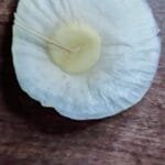 Aspidosperma cf. melanocalyx Müll.Arg.