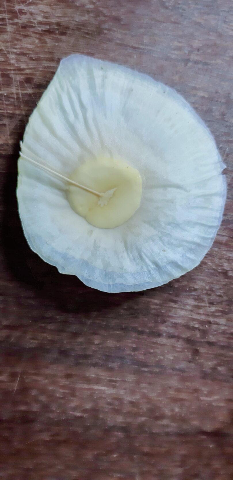 Aspidosperma cf. melanocalyx Müll.Arg