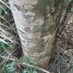 Aspidosperma cf. melanocalyx Müll.Arg..jpg - tronco