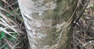 Aspidosperma cf. melanocalyx Müll.Arg