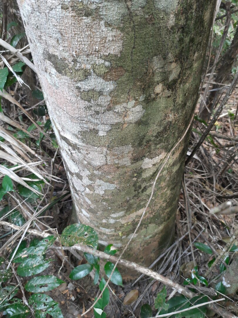 Aspidosperma cf. melanocalyx Müll.Arg