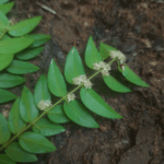 Floração de Myrciaria cambuca, Condado-PE