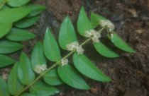 Floração de Myrciaria cambuca, Condado-PE