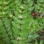 Floração de Myrciaria cambuca, Condado-PE