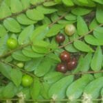 Frutos de Myrciaria cambuca, Coruripe - AL 2024