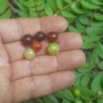 Frutos de Myrciaria cambuca, Coruripe - AL 2024