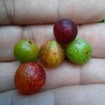 Frutos de Myrciaria cambuca, Coruripe - AL 2024