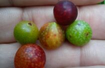 Frutos de Myrciaria cambuca, Coruripe - AL 2024