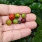 Frutos de Myrciaria cambuca, Condado-PE